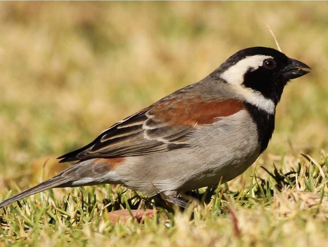 Cape Sparrow