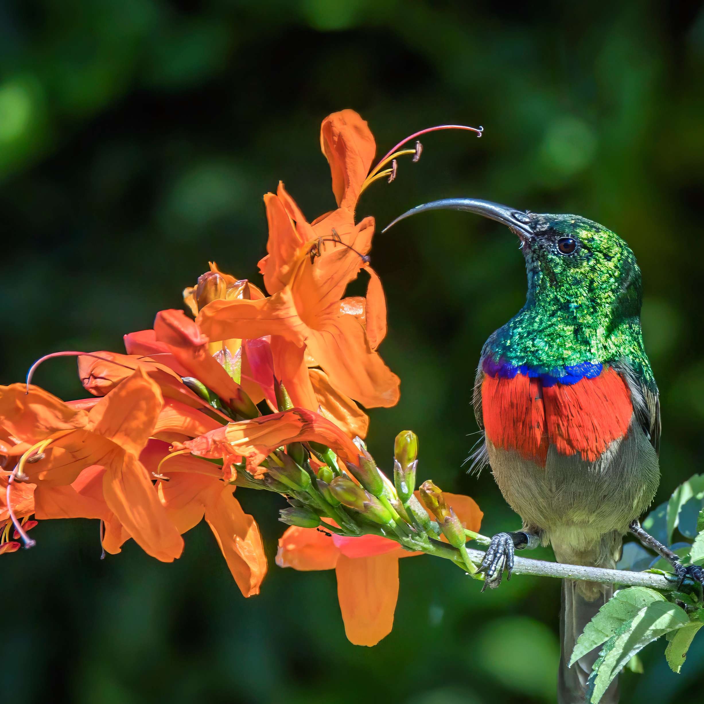 Greater Double Collared Sunbird