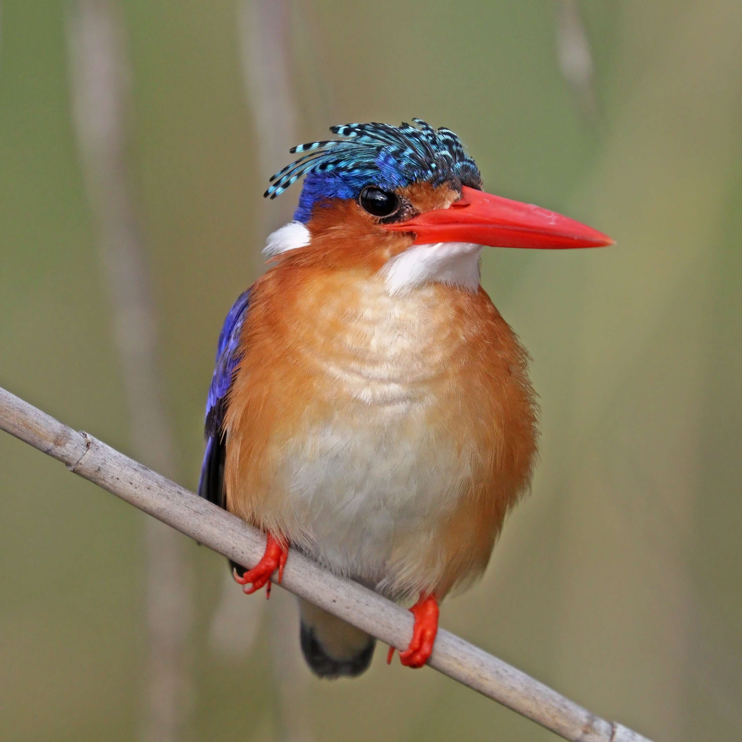 Malachite Kingfisher