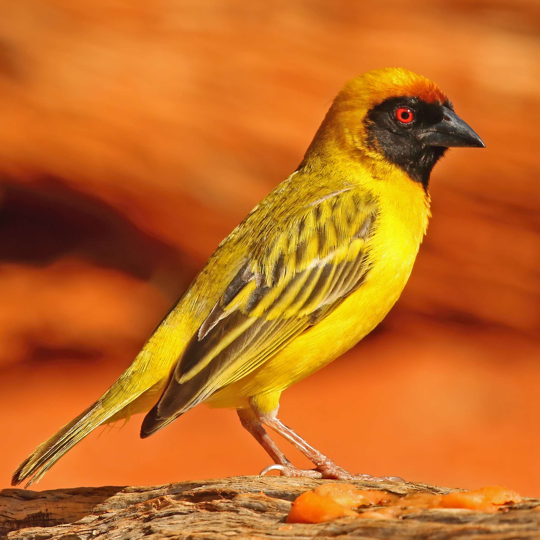 Southern Masked Weaver