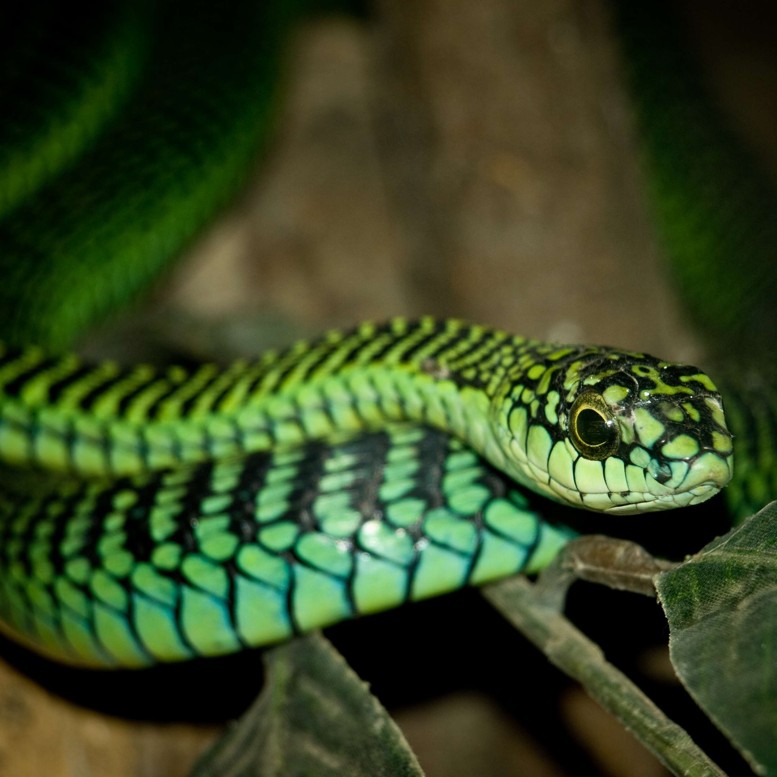 Tree Snake